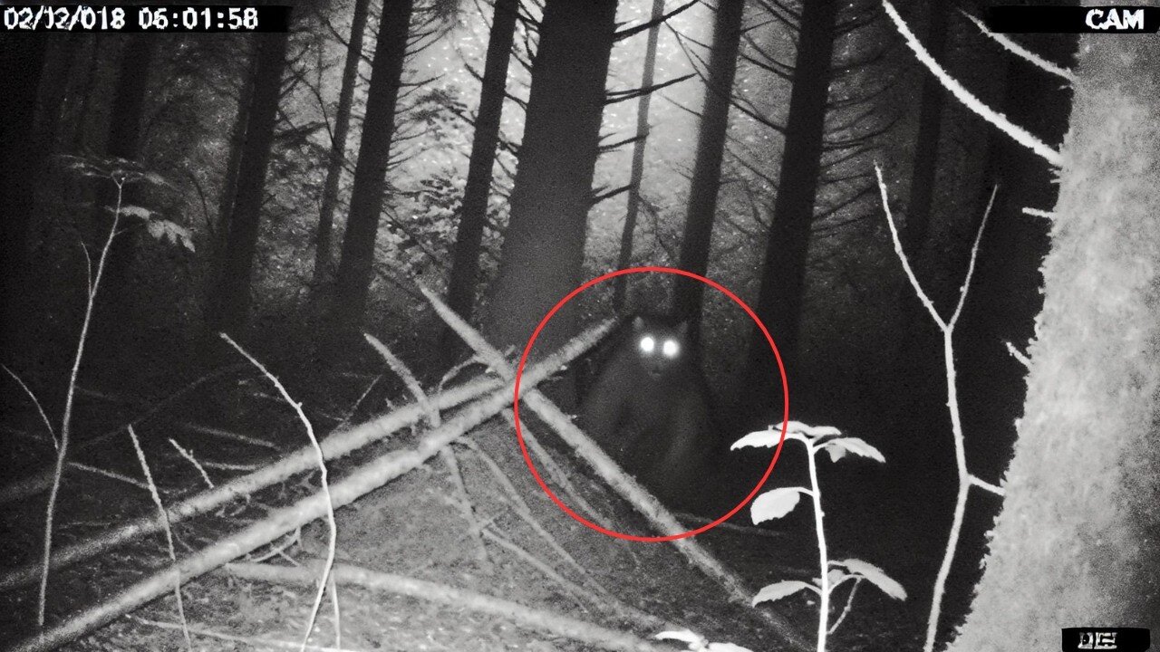 Shocking New Trail Cam Footage Uncovers the Existence of Disturbing Creatures 2024