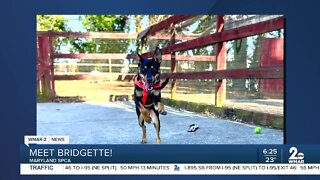 Bridgette the dog is up for adoption at the Maryland SPCA