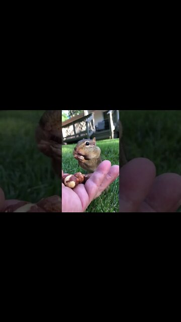 Dinky Fill the Cheeks! #shorts