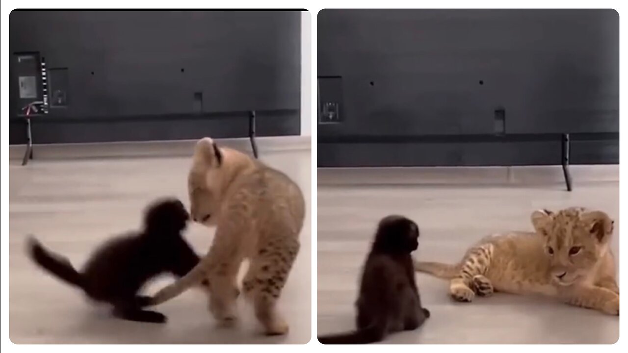 Baby lion reacts to kitten playing with him