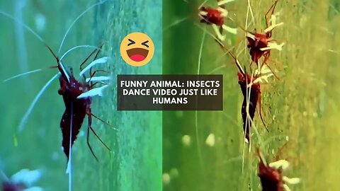 Funny Animal: Insects Dance Video Just like Humans