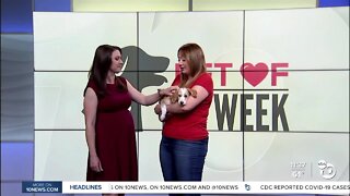 Pet of the Week: Dutchess