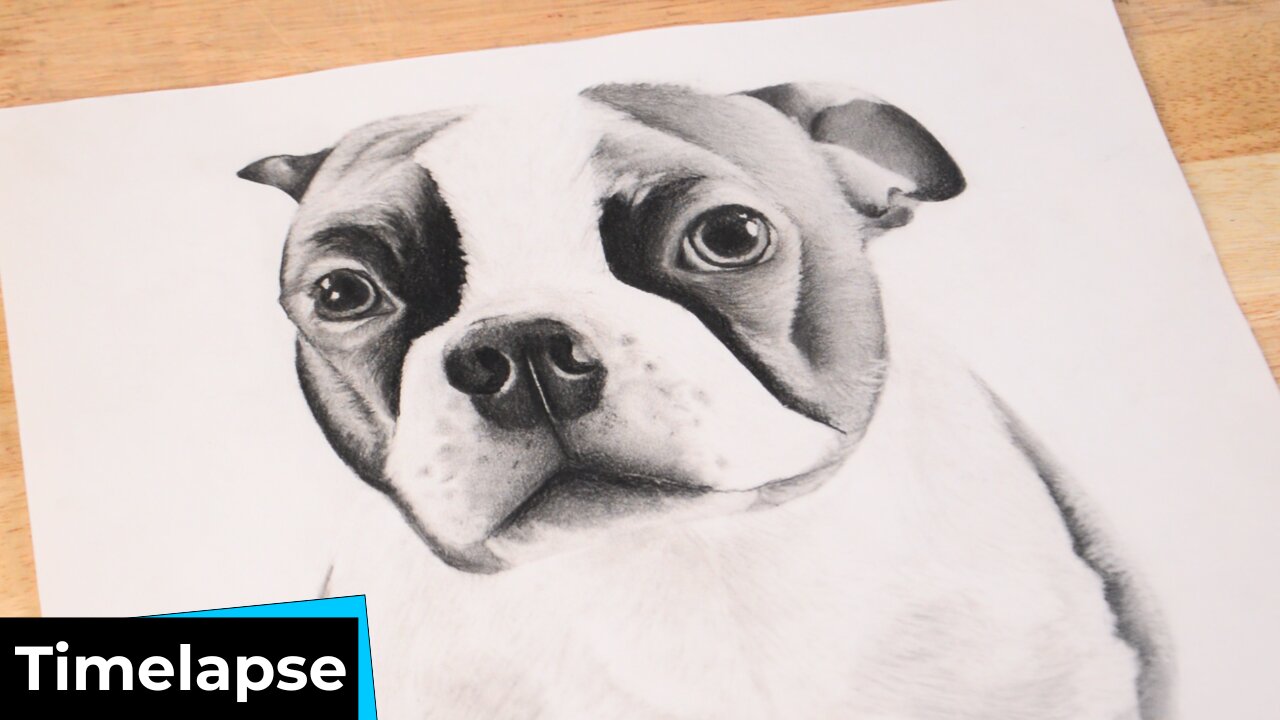 DOG DRAWING TIMELAPSE