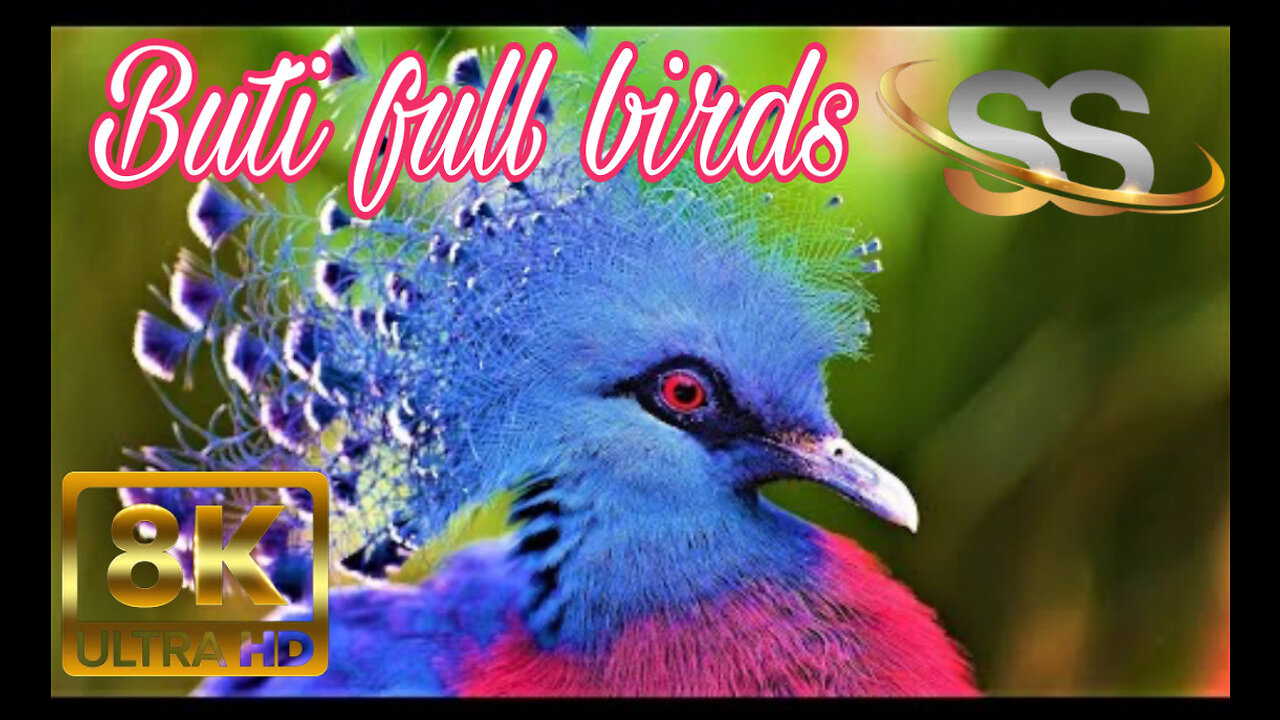 nature video buti full birds in rain