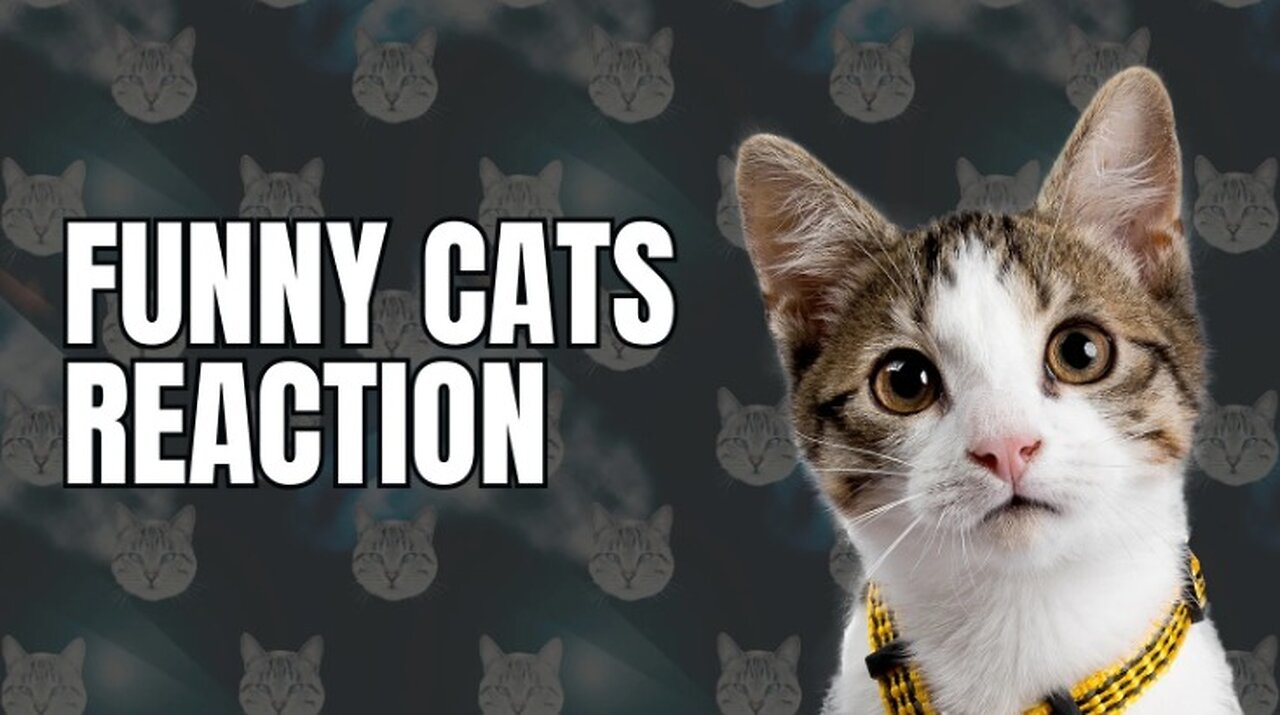Funny Cats Video | Cats Playing