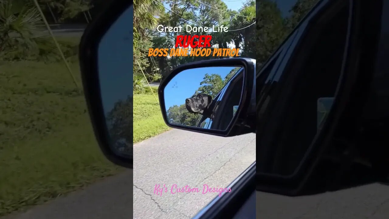 Great Dane Hood Patrol😂 #dog #funny #beach #greatdane #beach #customtumblers #dogs #beautiful #puppy