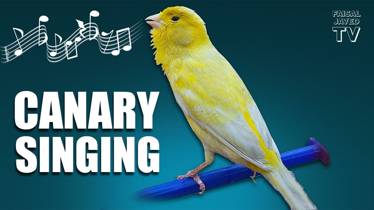 Local Bird Nest Very Strange Voice || Canary Singing