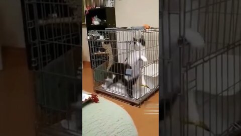 Very fast race of funny cats #shorts #cat