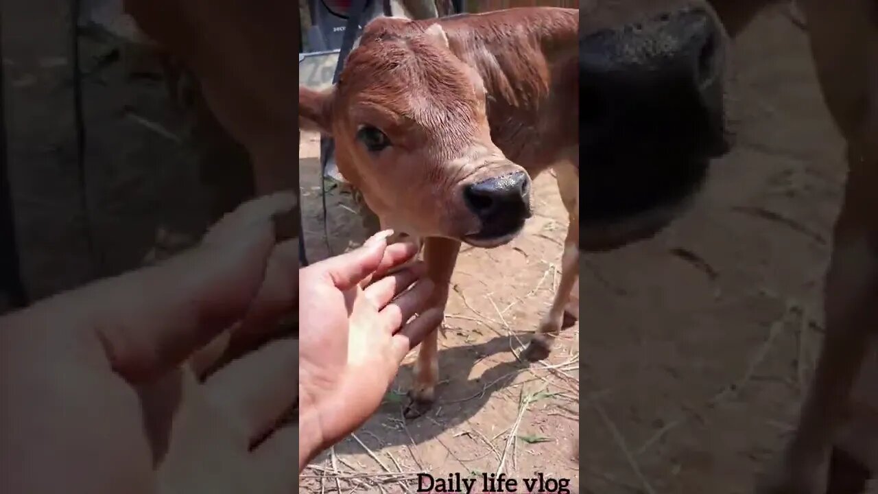 the baby cow looks so cute