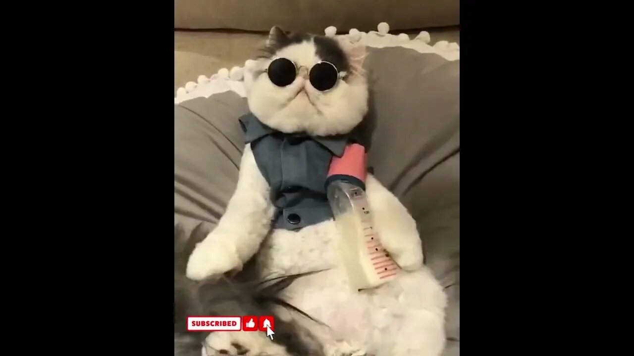 funny cat videos cute cat videos cute animals funny cats #shorts #shortsfunny #cutecat #funnycat