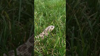 Sable Hognose Snake Outside! (A Western Hognose Short) #westernhognose #cutesnake #hognose