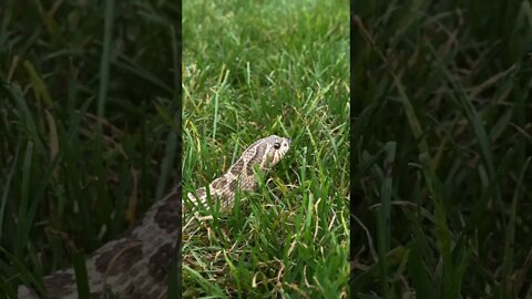Sable Hognose Snake Outside! (A Western Hognose Short) #westernhognose #cutesnake #hognose