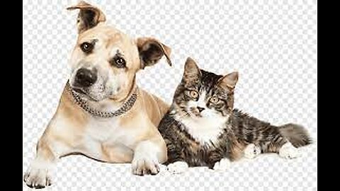 Cutest Cats and Dogs