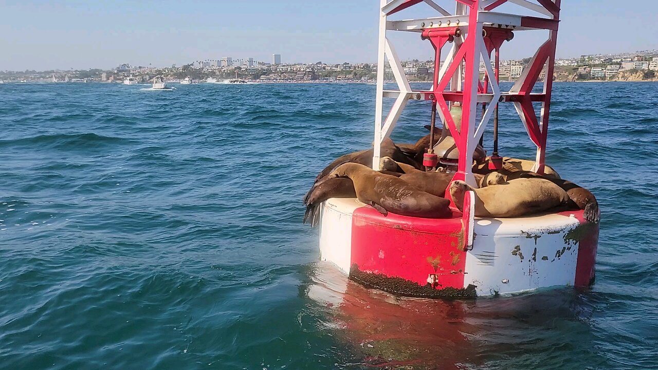 sea lions on the buoy outside Newport Beach