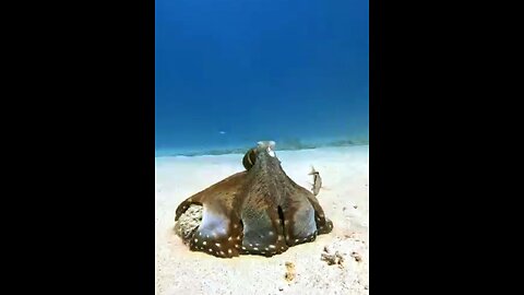 Black octopus