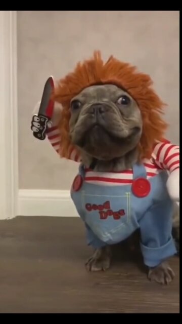 Funny Puppy Dressed By Chuck - Tiktok Dogs (Funny Animals #403)