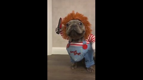 Funny Puppy Dressed By Chuck - Tiktok Dogs (Funny Animals #403)