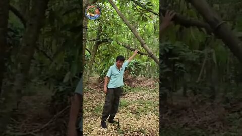 ដើមទុរេន CM 10 វគ្គទី 44 បានមកដល់ហើយបងប្អូន!!