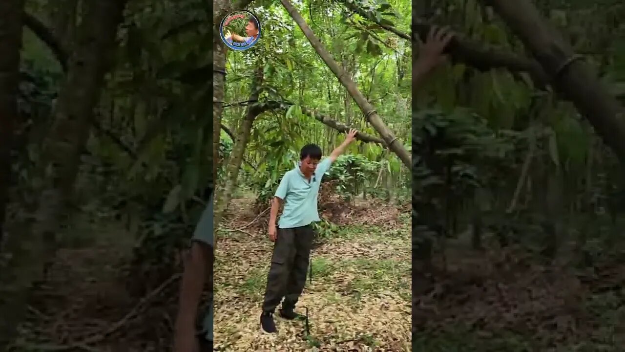 ដើមទុរេន CM 10 វគ្គទី 44 បានមកដល់ហើយបងប្អូន!!