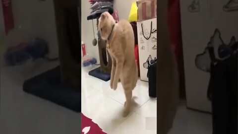 Unique walking style funny cat #shorts #cat #funnycats