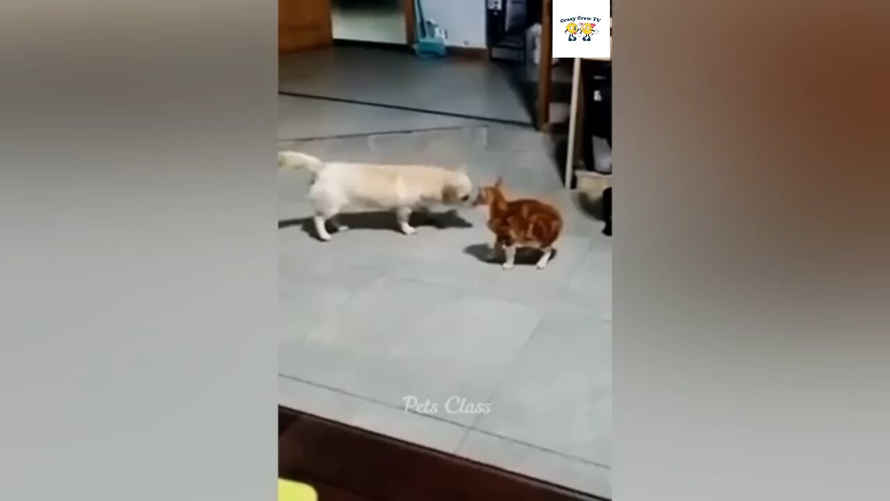 Funniest animals 2023