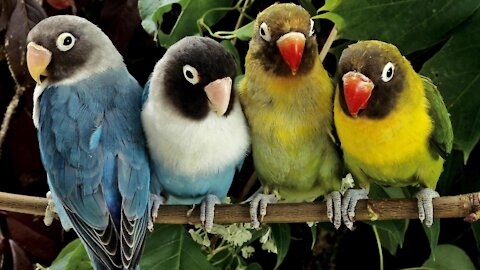 Cute Parrots funny video 2021