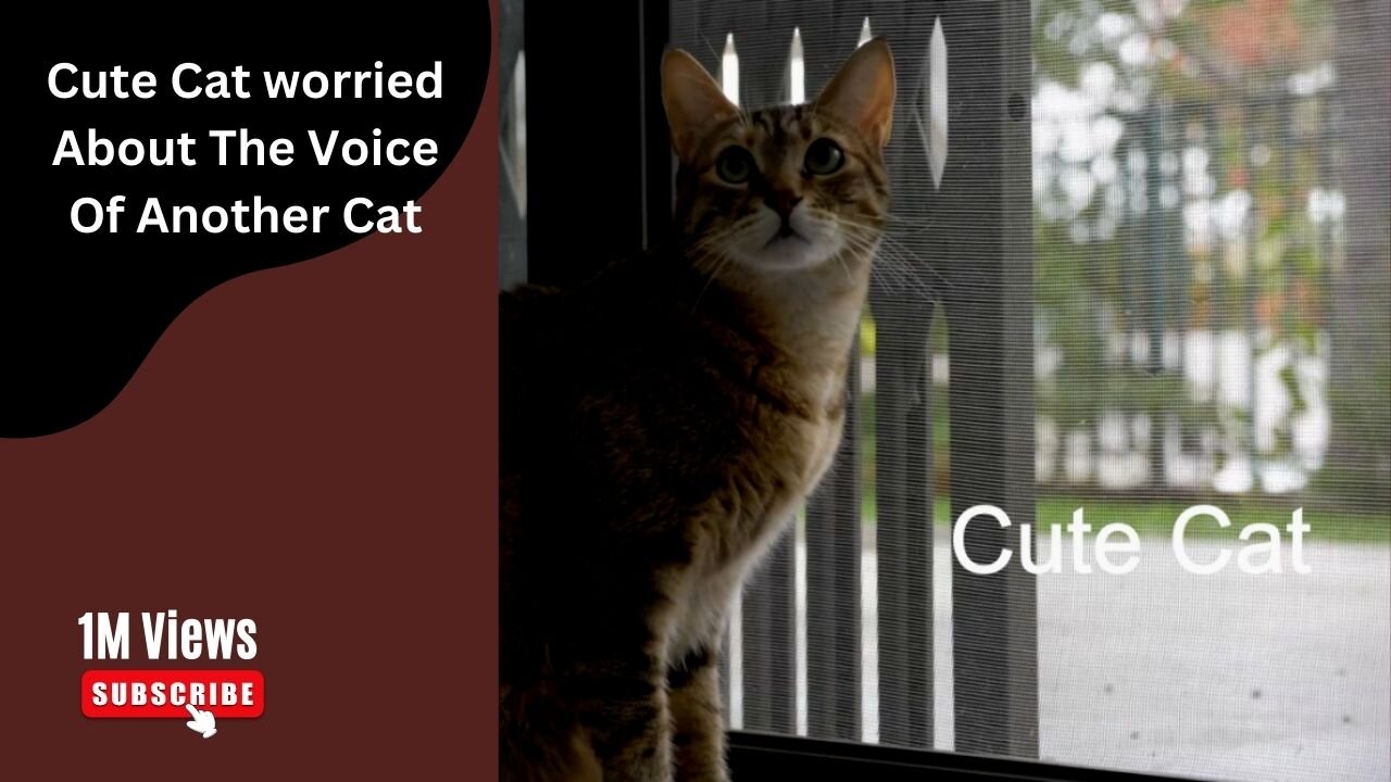 Cute Cat worried About The Voice Of Another Cat