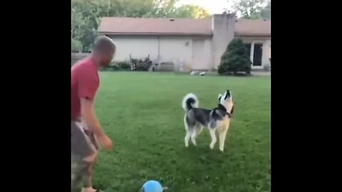 Wow man...that might never come down...it's way up there...😂😇🐶