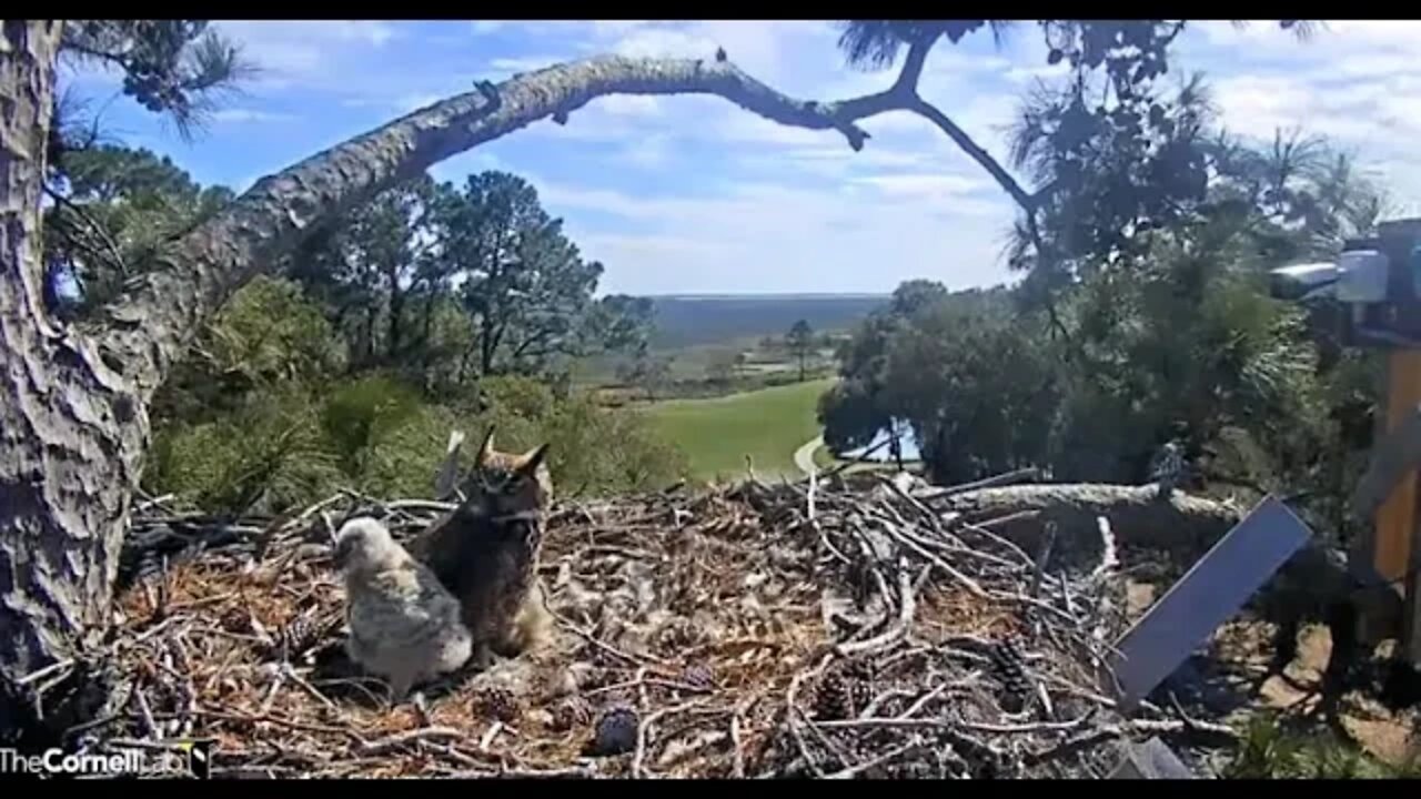 Owlet Gets Excited For Some Lunch 🦉 3/14/22 15:28