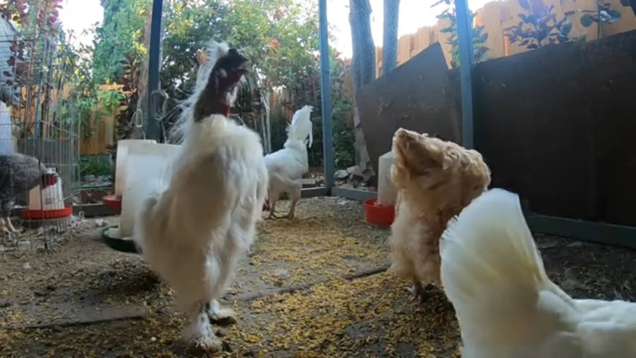 Backyard Chickens Crowing In The Morning Sounds Noises Hens Clucking Roosters Crowing!