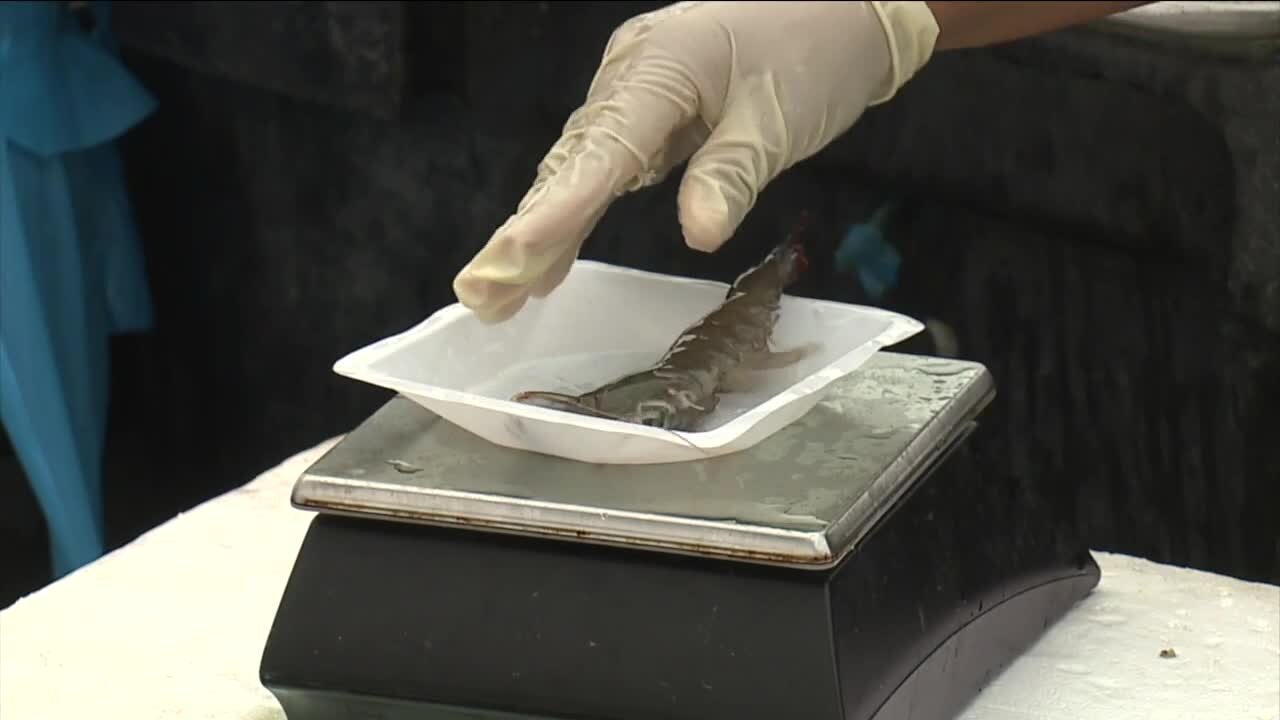 Pine Island's Sun Shrimp farmers see successful shrimp season following Hurricane Ian