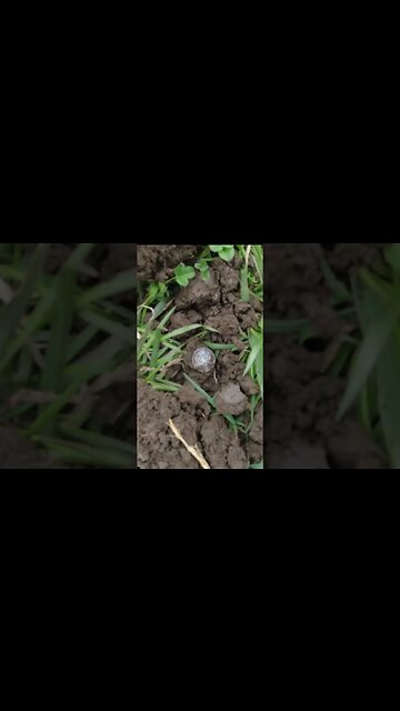 Seated Silver! #treasure #relic #coins #buttons #trending #metaldetecting #civilwar #silver