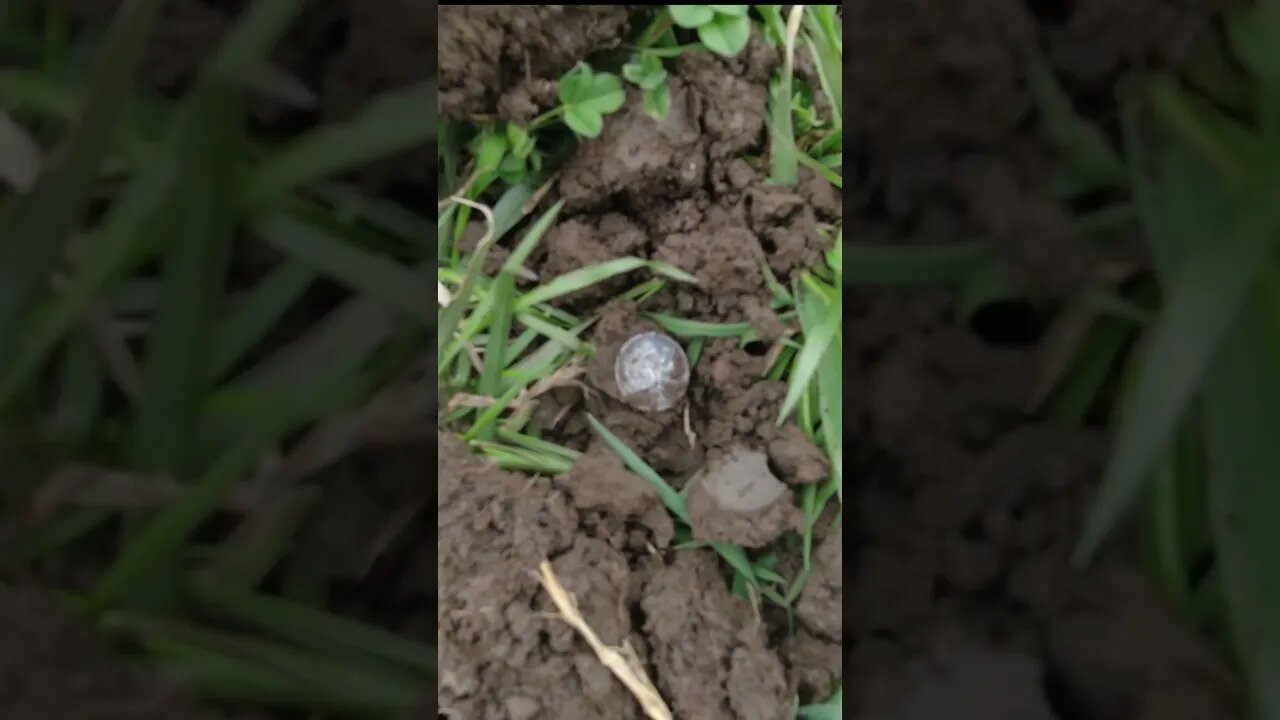 Seated Silver! #treasure #relic #coins #buttons #trending #metaldetecting #civilwar #silver