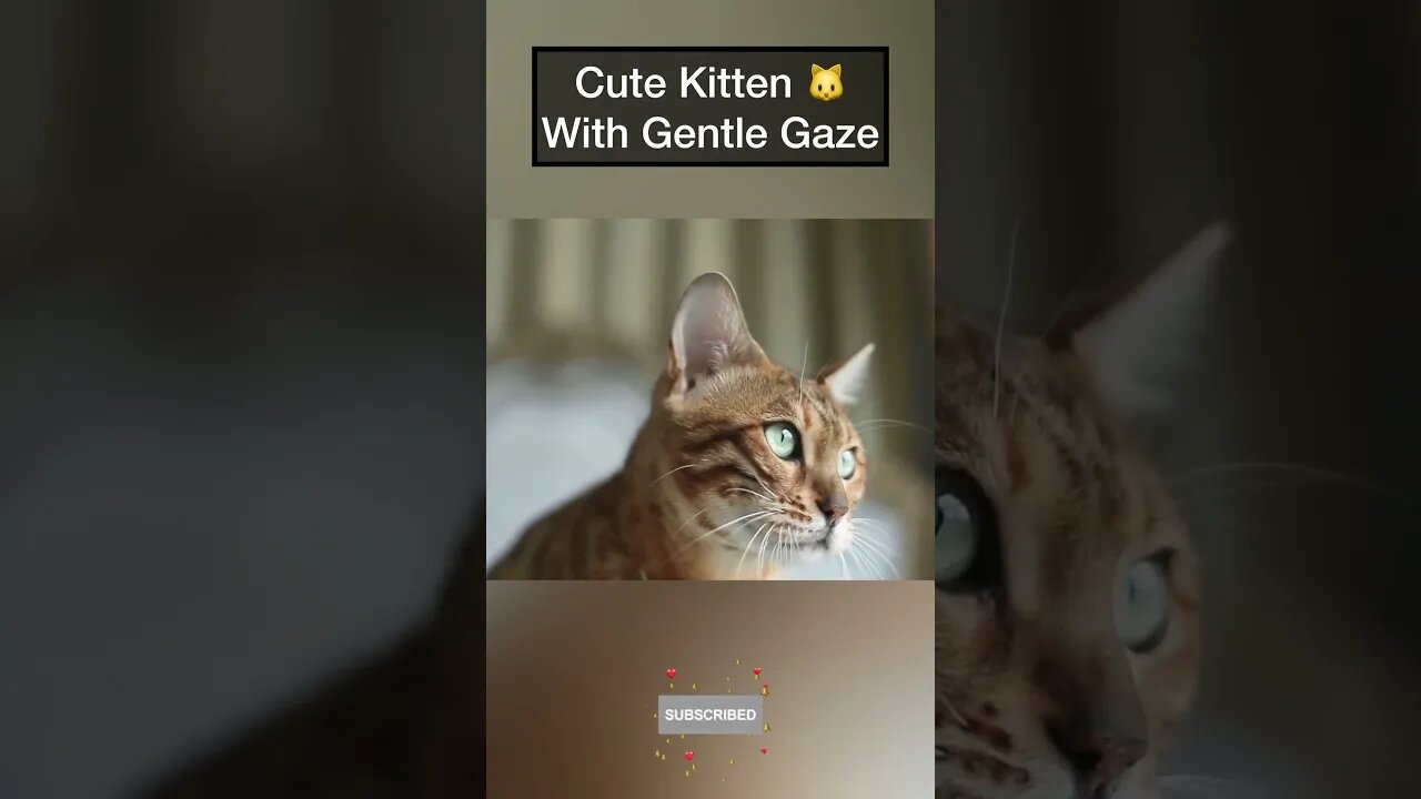 Cute Kitten 🐱 with Gentle Gaze #animalsfunny #animalshorts #kitten #kittens #animals