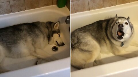 Stubborn dog throws funny tantrum for not wanting to get out of the tub