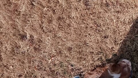 K Litter- 1 Day Shy Of 6 Wks Old(4)