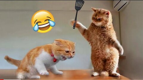 Funny Animal Videos 2023😂-Funniest Cats And Dogs Video🐱😍