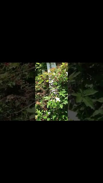 blackberry vines on a gardenia bush