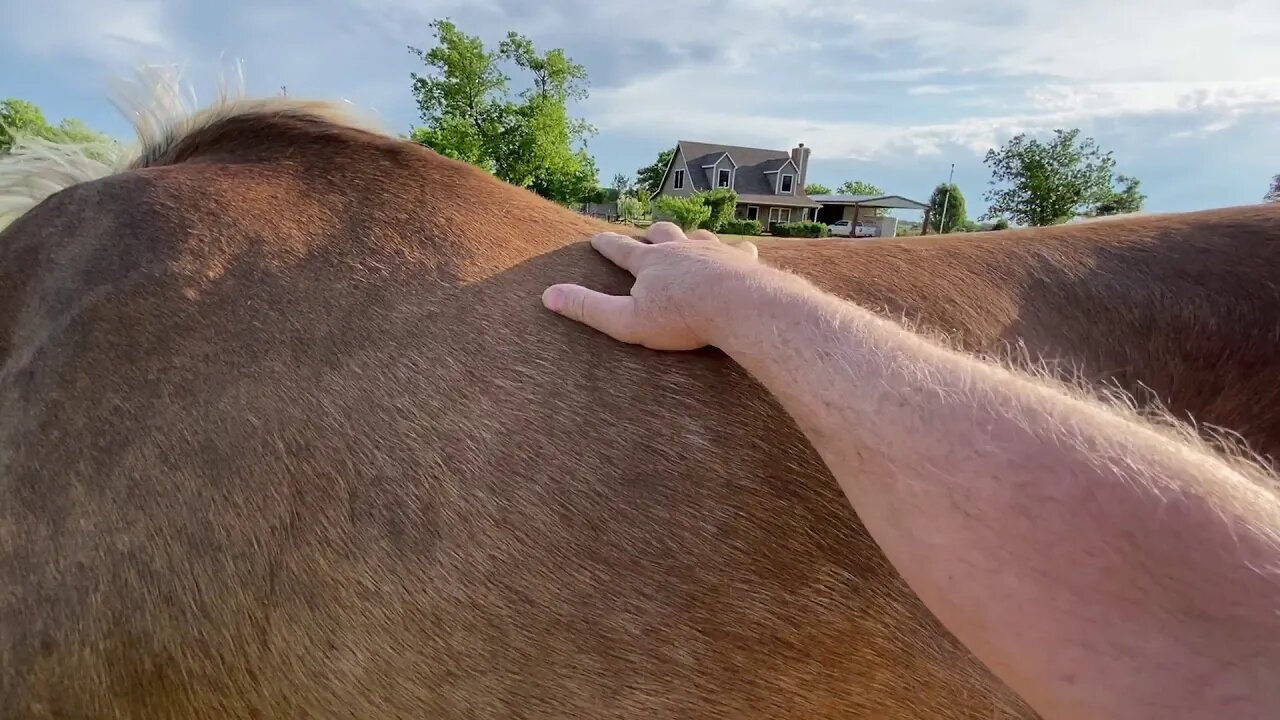 Grooming A Horse To Remove Winter Fur - Old Horses Shed Different Than Young Horses