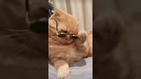 Get this viral extreme funny cats | #shorts | #viral | #funny