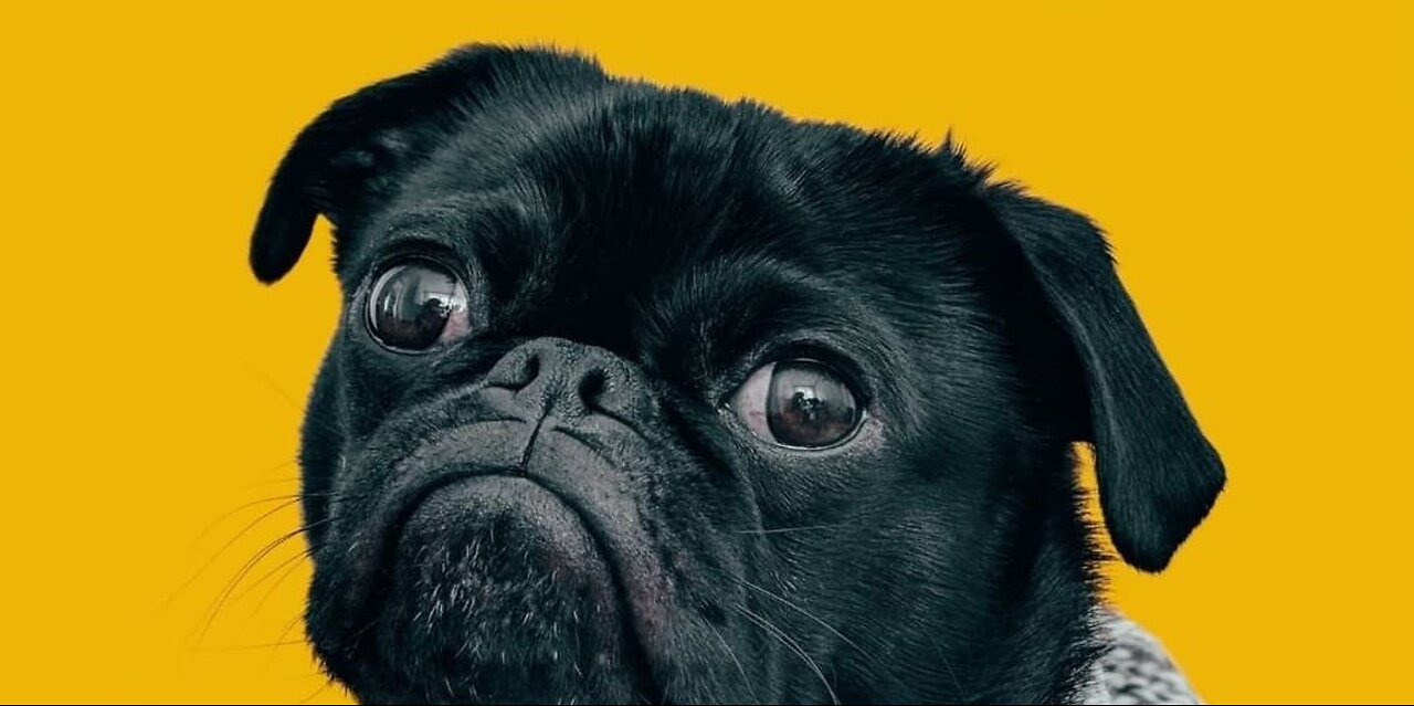 Best Funny Animals of 2023: Hilarious Dog Breaks Things In Front Of His Owner