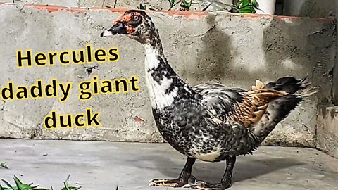 Hércules daddy giant duck