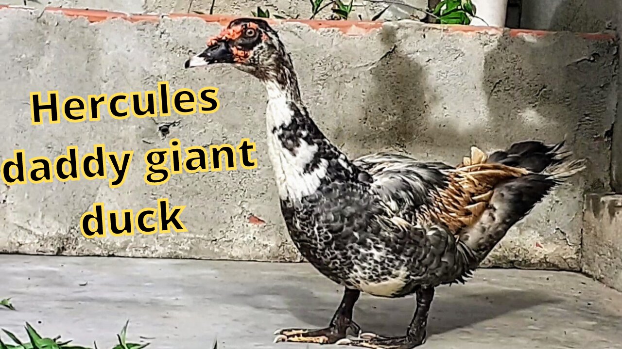 Hércules daddy giant duck