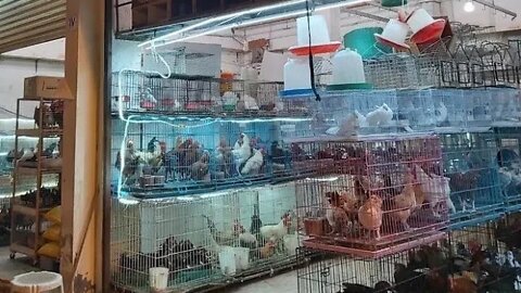 Latest News From Saudi Arabia, Corona Update, Birds Market, 12 criminal Persons Sentenced