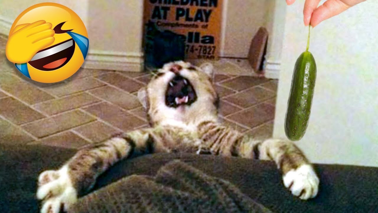 Funny Cat Scares Of Ordinary Things - Cute And Funny Cat Reactions