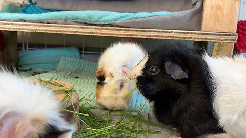 Guinea pig picnic