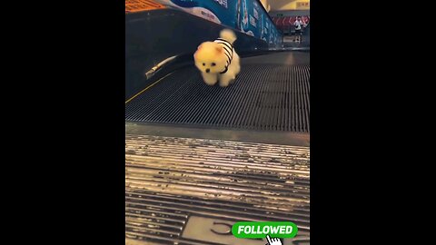 cute_*Lovely_*puppies*dog*Play_*😱🤣🤣