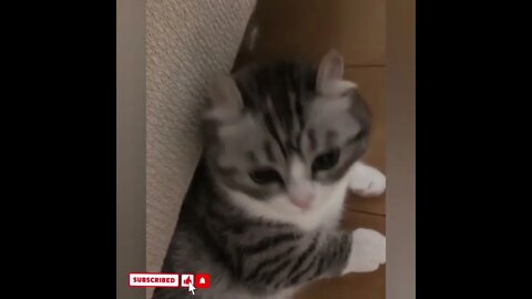 cute cat videos 😹 funny videos 😂1398