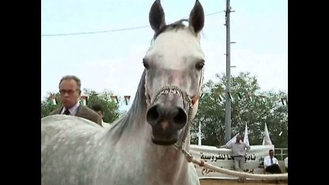 Stallion Beauty Contest