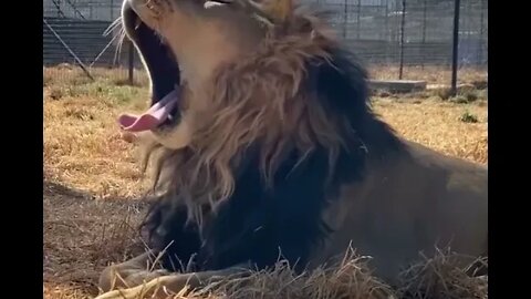 Impressive Lion King - Alpha Male - Daily Dose of Nature